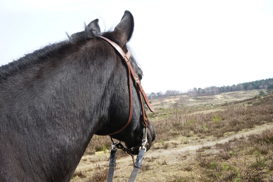 Bild7ttt